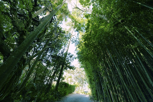 mt tamborine accommodation with garden 