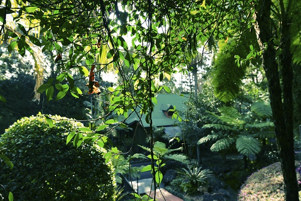 rainforest retreat mt tamborine