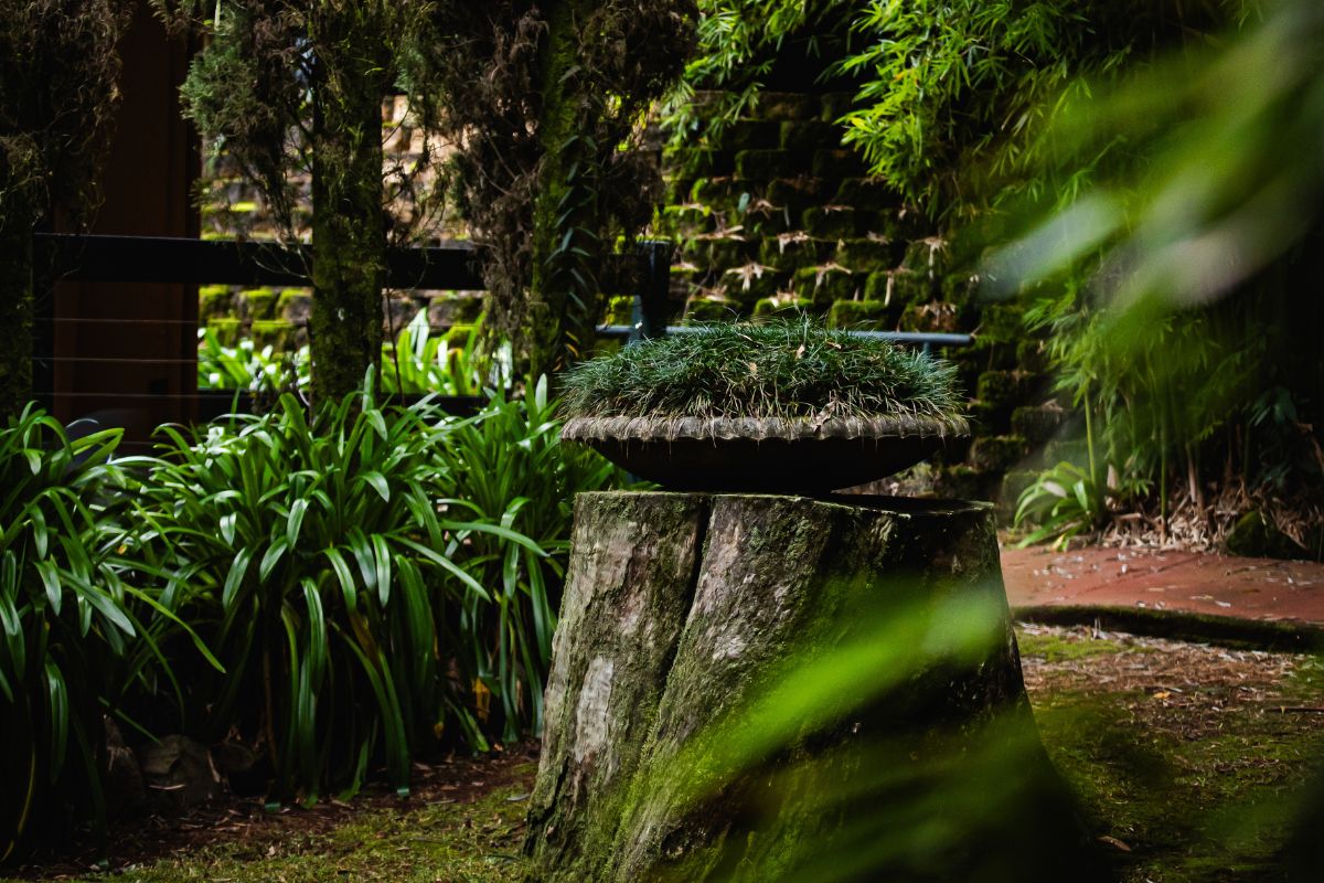 mt tamborine accommodation with garden 