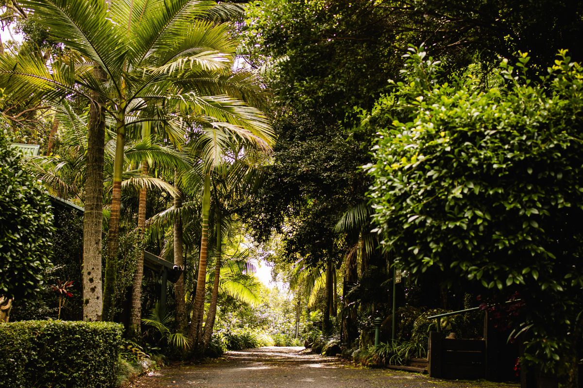 mt tamborine accommodation with garden 